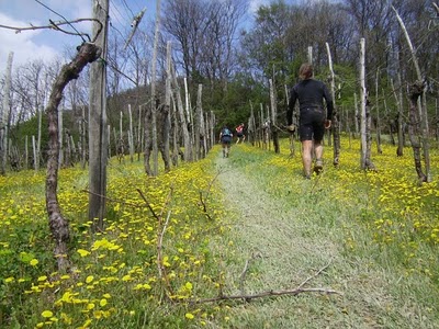 26o_Traversata_dei_Colli_Euganei - 6.jpg