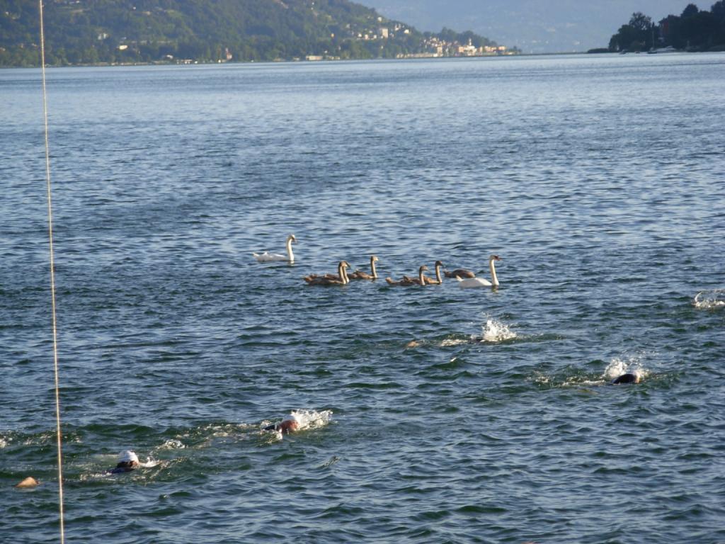 Triathlon_Aronamen - LMaggiore11 031.jpg
